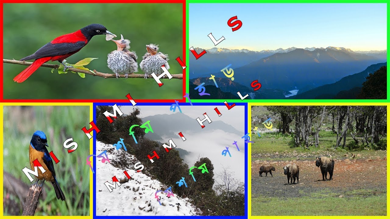 Mishmi Hills ( মিশমি পাহাড় ) Travel Guide |  Arunachal Pradesh | Beautiful Places in India