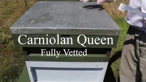 Beekeeping UK - Queen introduction  PART 2 MUST WATCH!