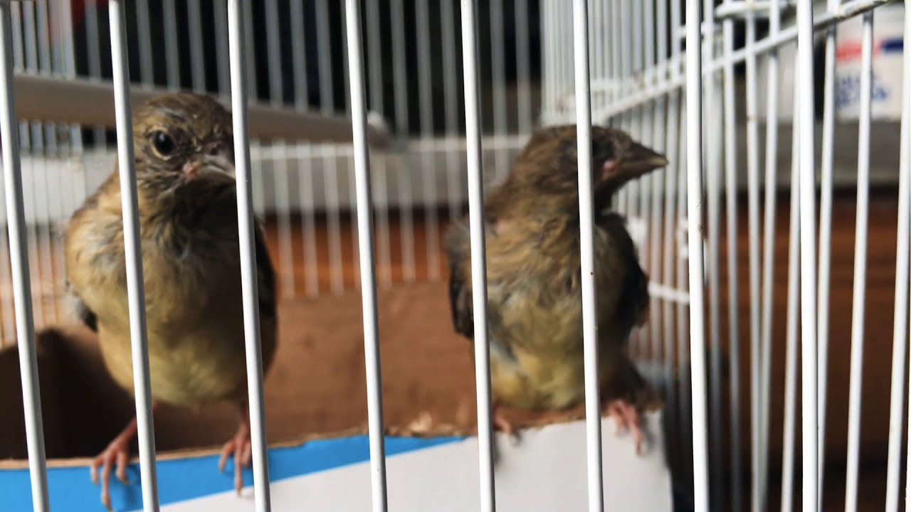 🐣GOLD FINCH BEBÉS 