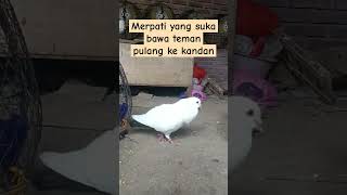 Merpati yang suka bawa pulang merpati lain