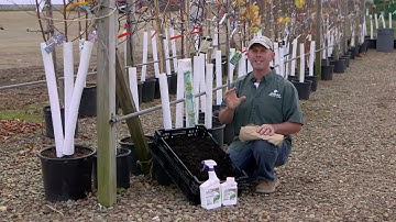 Protect Your Young Trees in the Winter