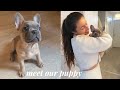 WE GOT A PUPPY! BRINGING HOME OUR 10 WEEK OLD FRENCHIE PUPPY | Blue Fawn French Bulldog