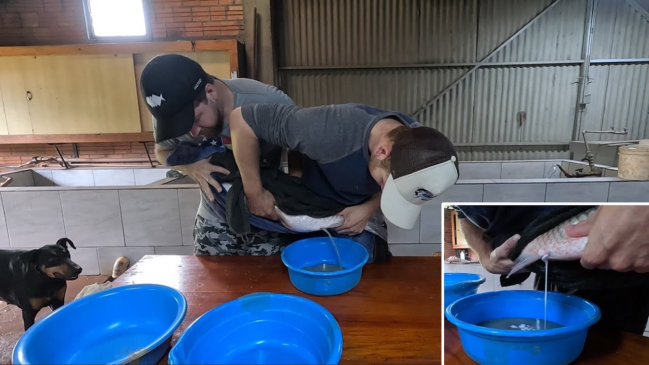 Fizemos a reprodução das carpas capim