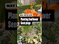 #Sunflowers in a #RainGutterGrowSystem! Seed Plug Transplant Guide #gardening