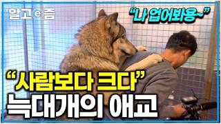 "충격 반전 애교쟁이 늑대개" 몸집은 산만한 게 애교가 수준급!｜세상에나쁜개는없다｜알고e즘