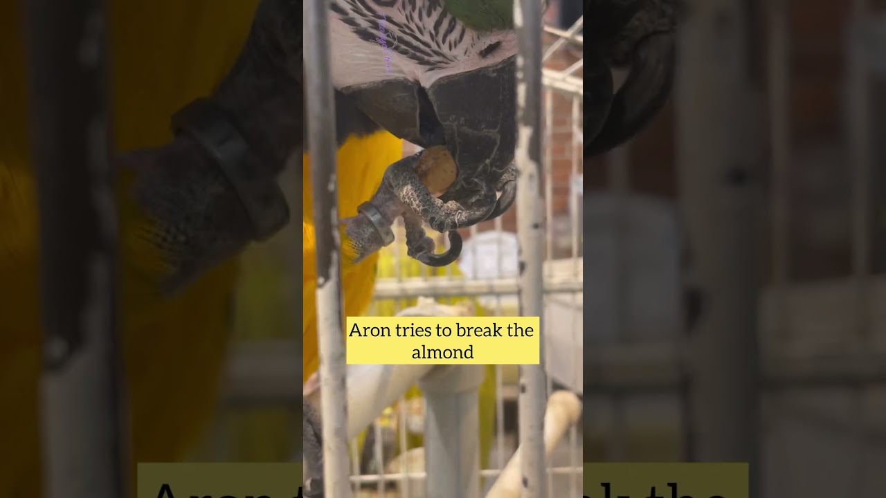 Aron tries to break the almond 🥰In pet shop 🦜❤️