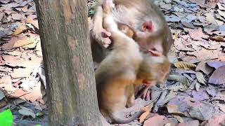 Playtime Monkey Time