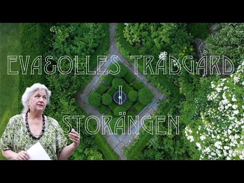 Video: Flerårig Doftande Trädgård