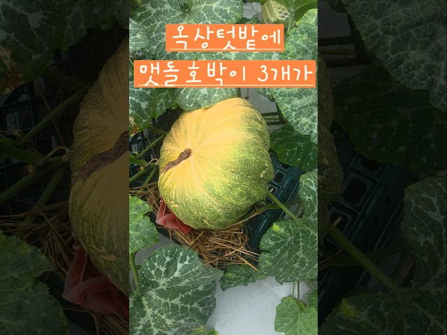 옥상텃밭에서 호박이 3개가 익어가고 있어요 #소소한행복 #옥상텃밭 #맷돌호박