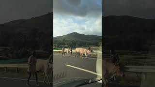 Araku dairies part-4