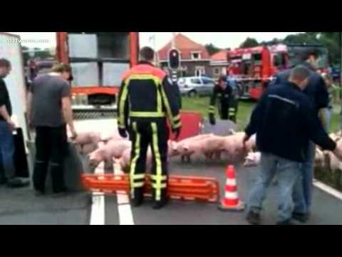 Vrachtwagen met varkens gekanteld bij Frans op den...