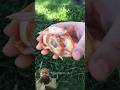 khubsurat kachhua ka Dil 😱 #viral #facts #factskidunia #shortvideo #animals #animals #trending #yt.
