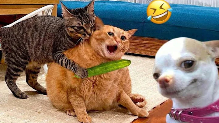 Watch the video about “Best Funny Cats and Dogs 2025 | Ultimate Animal Videos Compilation”