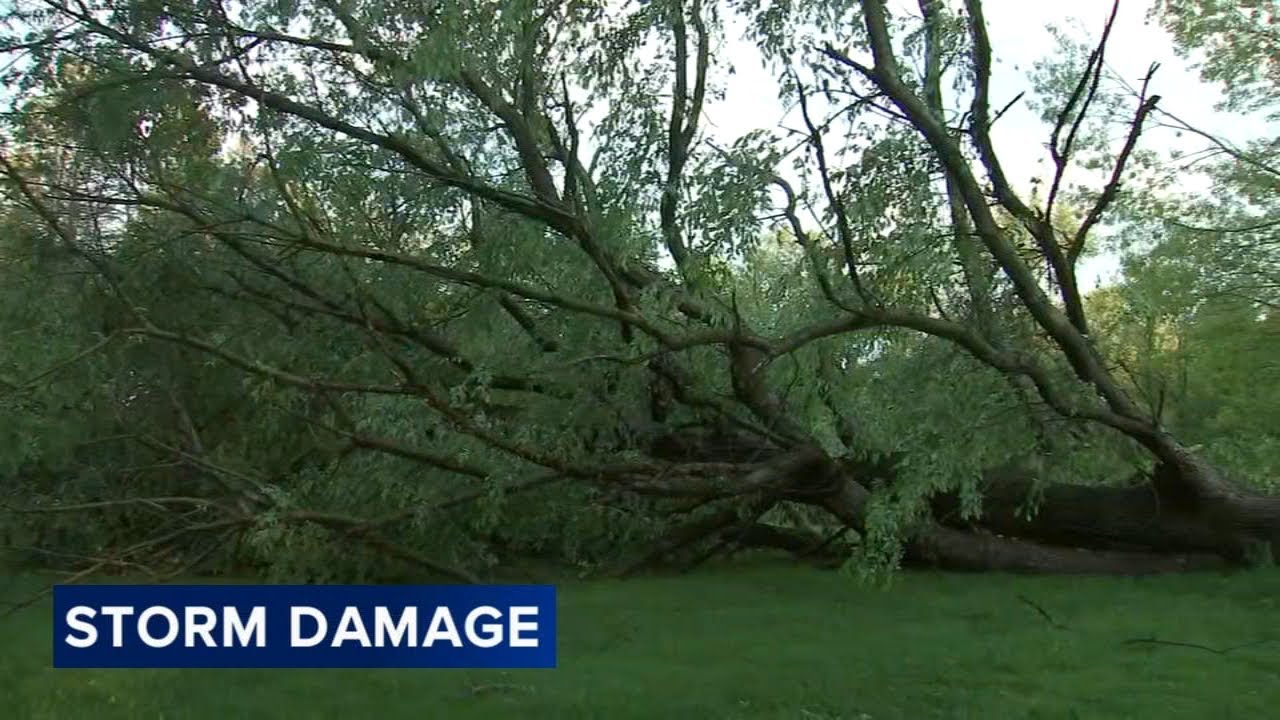 Storm downs large tree in Porter, Indiana - YouTube