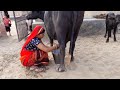 buffalo milking by hand,  अचानक मुझे आना पड़ा ससुराल।