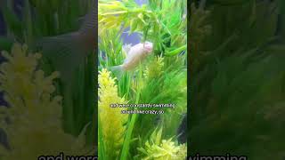 Do Cory Catfish Whiskers Grow Back? 😺