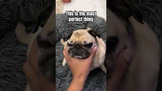 Mijn liefste #perfectie #mopshond #hond #huisdieren