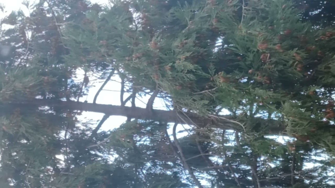 piccolissimo uccello 