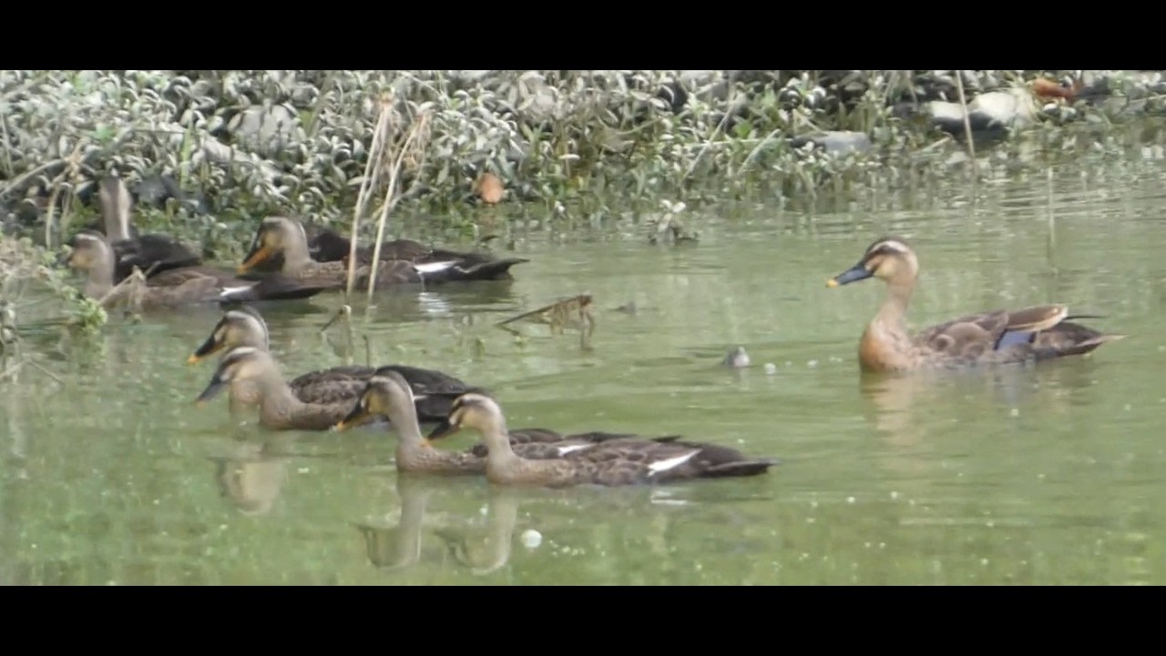 8羽の子を養う勅使池のカルガモ(2026/7/19）/ Spot-billed duck at