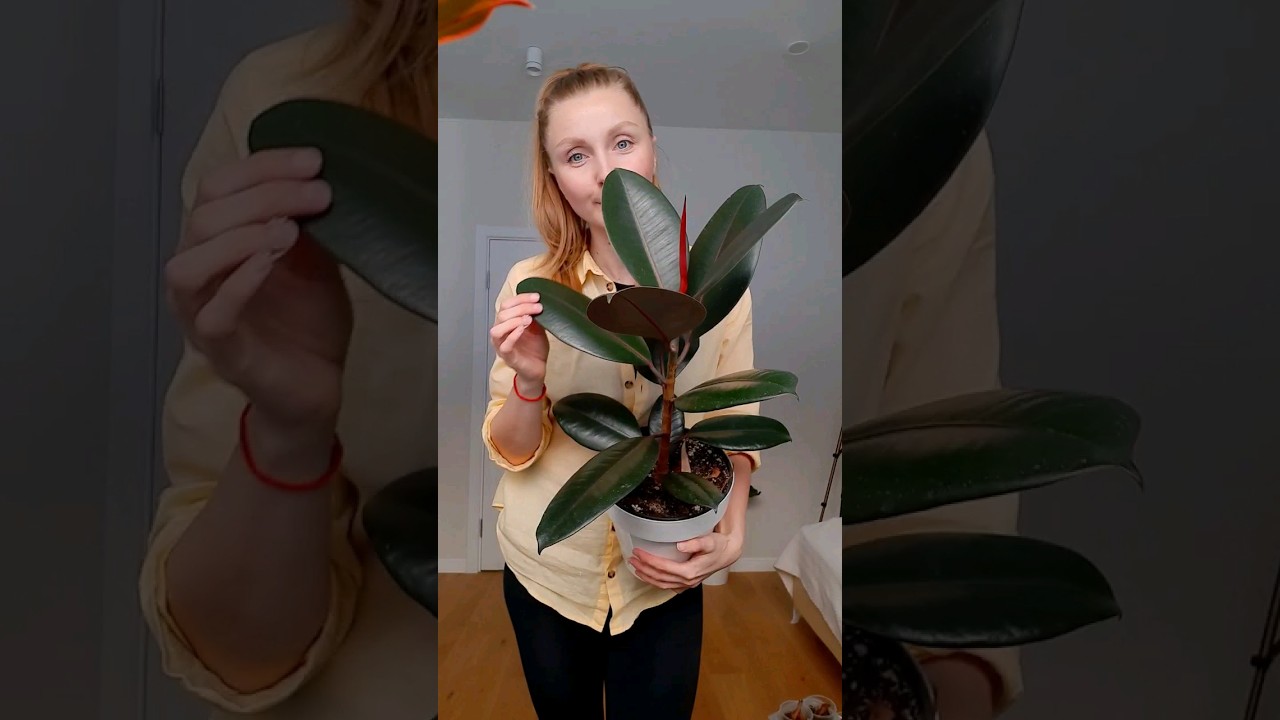 Простой секрет блестящих листьев фикуса эластика 