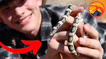 Search of the Mysterious Lizard Predator: The Long-Nosed Snake - Dinosaur WILD