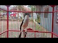 Mantap Cendet Madura Gacor Full Isian Kenari Dan Lovebird Ngekek Bikin Yang Lain Iri Mp3 - Mp4 Download