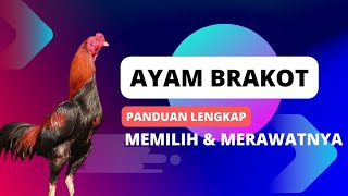 Ayam Brakot !!!! Panduan Lengkap Memilih dan Merawatnya