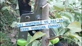 Zi̇raat Mühendi̇si̇ Aşi Kontrolü Ve Aşida Tepe Vurulma Zamani - Mükemmel Göz Aşi Sonuçlari 🌾🌳