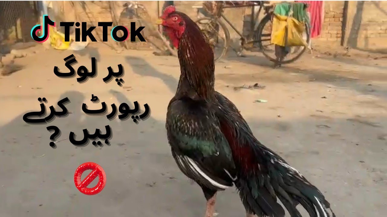 Loog Tik Tok Par Report Kyu Karte Hein?  ||Are people reporting on Tik Tok???