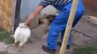 Смешное видео Приколы с животными Дерзкий петух! Смешное видео Приколы с животными Дерзкий петух!