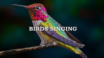 Forest Sounds, Nature's Healing Sounds, Bird Sounds