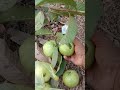 Panen pertama jambu kristal usia 7 bulan