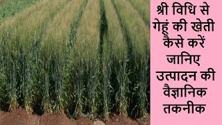 श्री विधि से गेहूं की खेती | श्री विधि से गेहूं की बुवाई | Wheat cultivation by Sri method in hindi