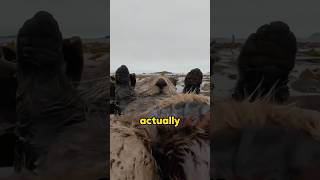 Download Lagu Sea otters.#animals #animals MP3