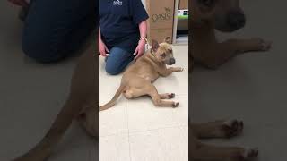 Meet Ercup A Terrier Pit Bull Currently Available For Adoption 6102021 31443 Pm