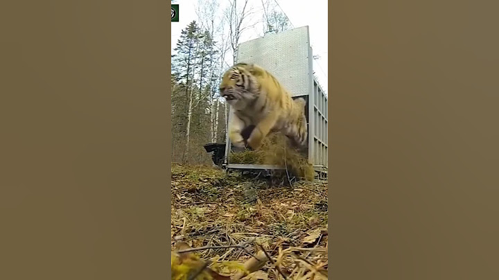 tiger pinjara sa bhar nikalta hu full speed ma