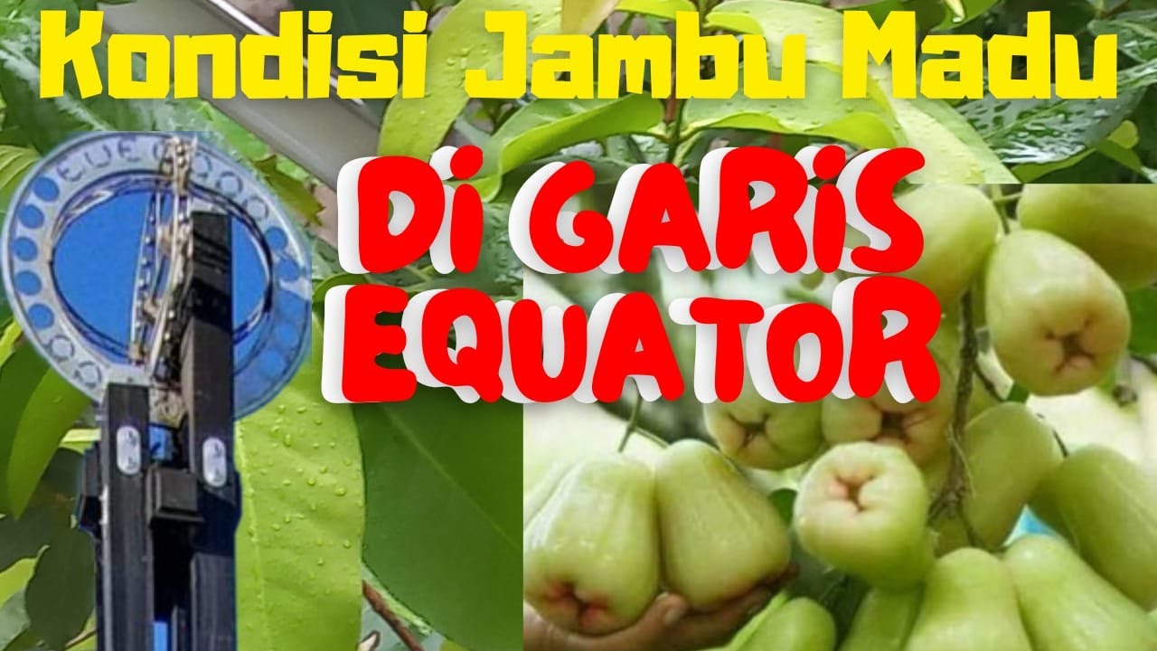 TANTANGAN MEMBUAHKAN JAMBU MADU DELI HIJAU DI BUMI KHATULISTIWA