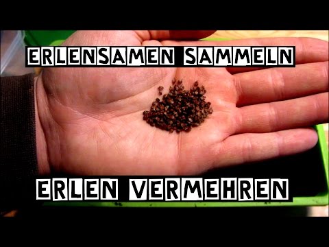 Video: Sammeln und Vermehren von Parlour-Palmensamen - Züchten einer Parlour-Palme aus Samen