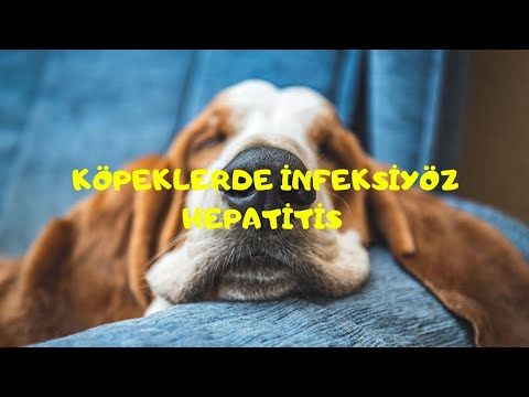 Video: Çocuklar ile iyi oynak köpekler