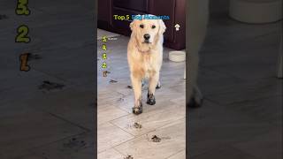 Top 5 Dog Moments – Funny Dogs, Cute Puppies, Viral Dog Videos Compilation