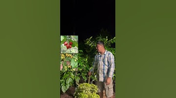 Cây Bơ đậu phộng thơm ngon | 0386569374 - Ngọc Ngân Bến Tre | Chuyên cây độc lạ