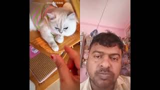 #cat #pets #cute #trending #viral #trendingshorts #funny #anmals #cuteanimals #viralvideo #comedy