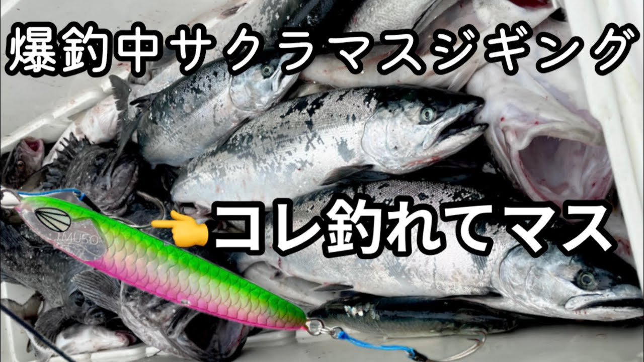 爆釣サクラマスジギング！定数が釣れたジグはコレだ！積丹沖マス釣り