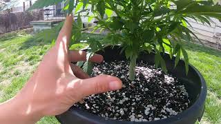 Answering a viewer question: growing from seed advice and expectations