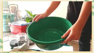 PLANTING  AN OKRA (LADIES' FINGERS) PERFORMANCE TASK IN TLE -2