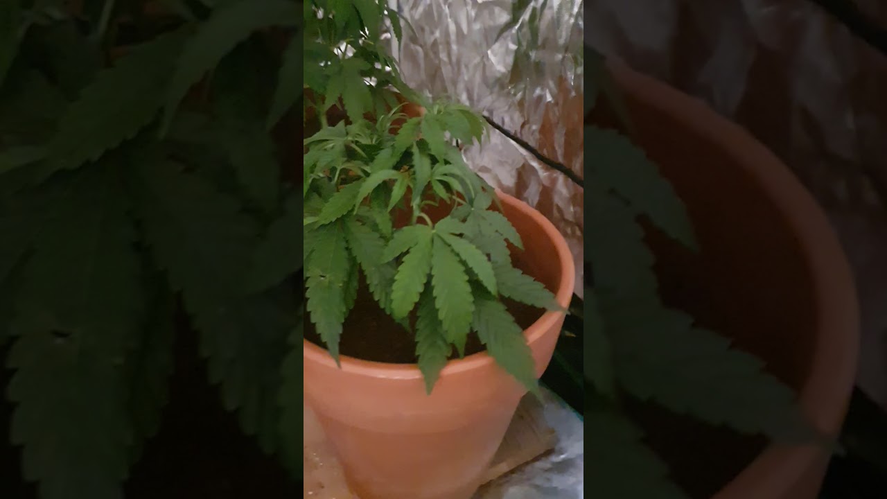 dutch passion banana blaze auto