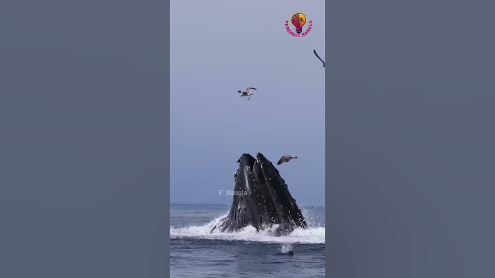মৃত্যুর পর নীল তিমির কী ঘটে? What happened after the dead Blue Whale?