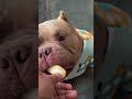 Frenchie Every Day 23 #cutedogs #frenchie #bulldog #funnypets #puppy #funny #cute #pets
