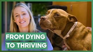 🦮❤️  Lizzy Rescues Adorable Pit Bull Facing Heart Failure | Pit Bulls & Parolees | Love Animals