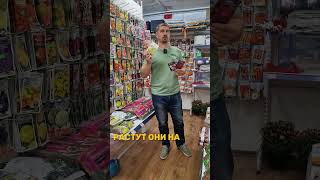 Астра Хризантелла  #дача #хризантелла #семенасамара   #агромагистральсамара #семенапочтой #астра